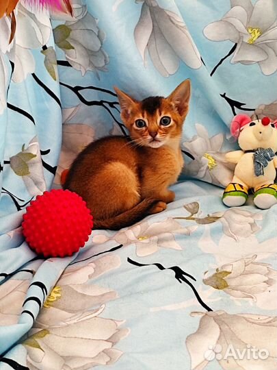 Абиссинские котята