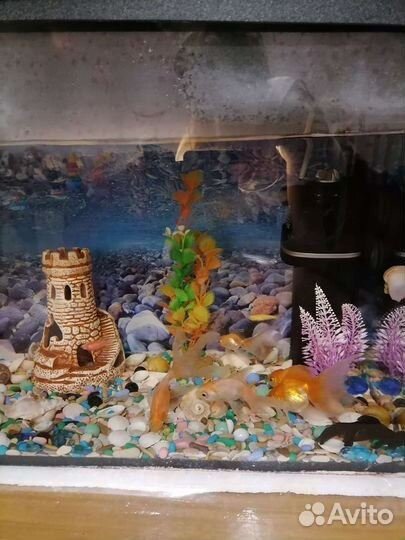 Аквариум с рыбками и всем что там есть, 70 литров