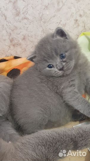 Котята в дар