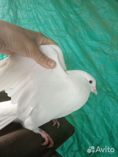 Голуби белые