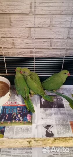 Птенцы ожерелового попугая