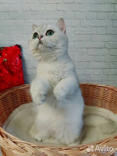 Серебристая шиншилла