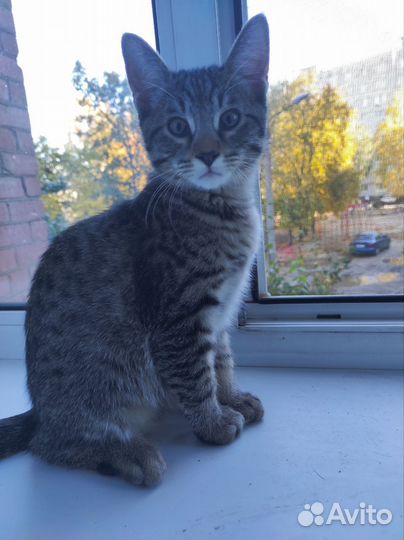 Котята в добрые руки даром