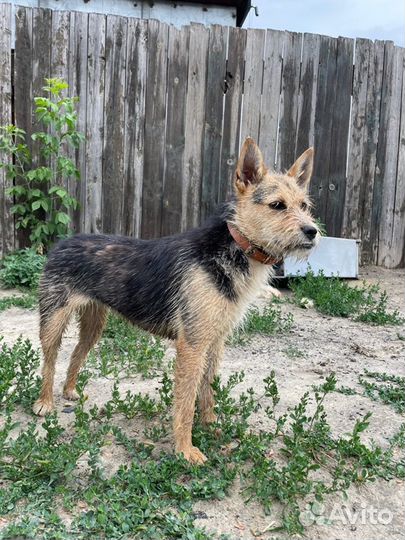 Небольшая собака в добрые руки