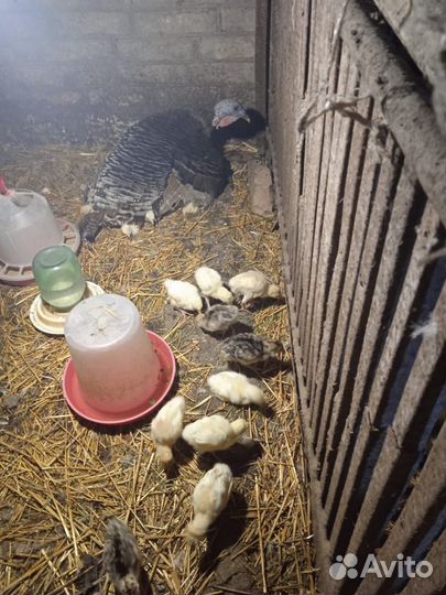 Продаются индюшата, возможно с индюшкой