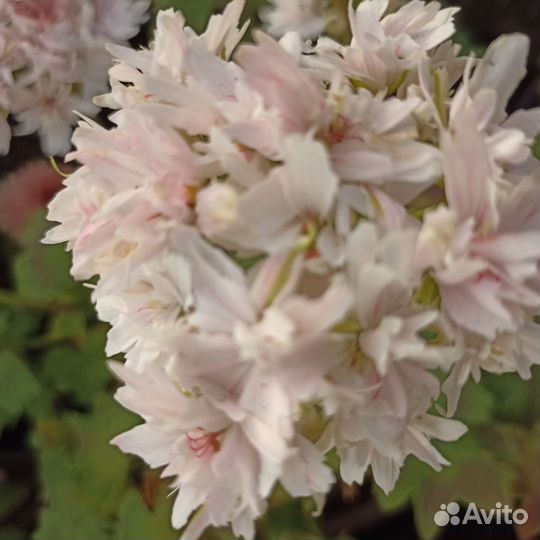 Пеларгонии