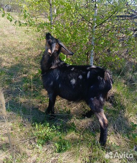 Козел на вязку