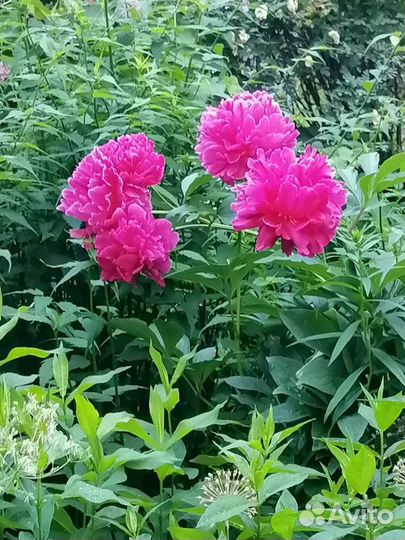 Пион травянистый (молочноцветковый)