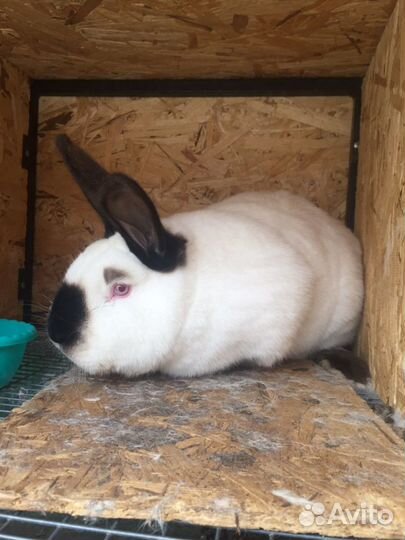 Калифорнийские кролики