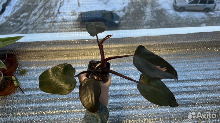 Филодендрон Пинк Принцес