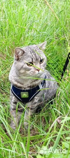 Вязка шотландских котов