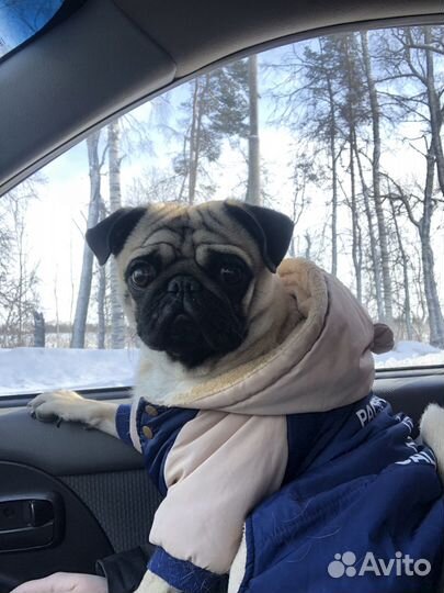 Мопс вязка мальчик