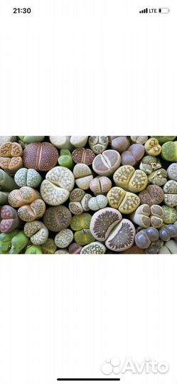 Продам литопсы