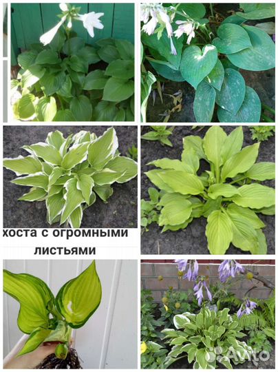 Многолетние садовые цветы