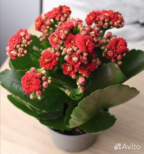 Комнатные цветы