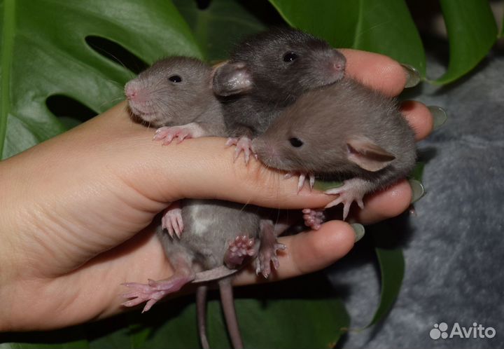 Крыса дамбо