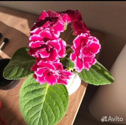 Глоксиния