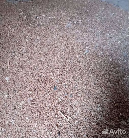 Кормовая пшеница, Сахарная свёкла на корм/посев