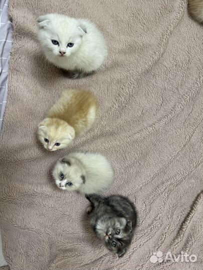 Котята вислоухие