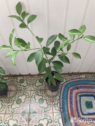 Цитрофортунелла