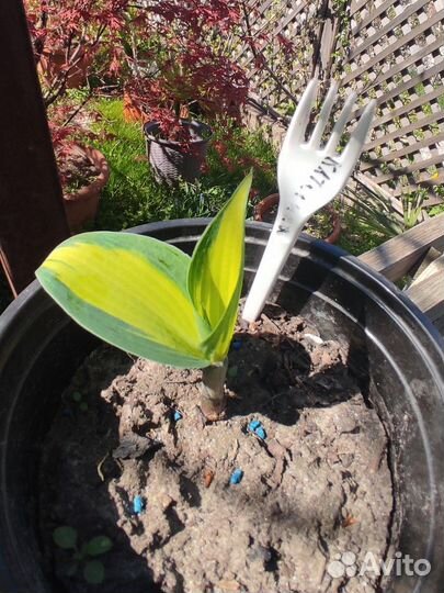 Хосты много сортов