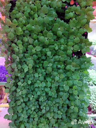 Хризантемы мультифлора