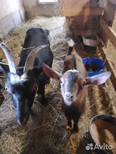 С/х животные козы