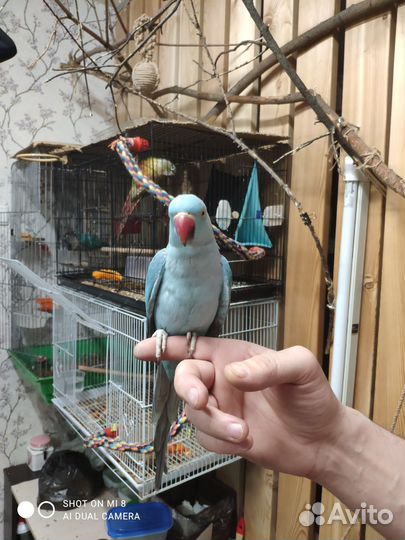 Ожереловые попугаи