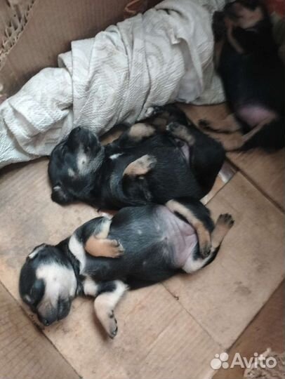 Той-терьер щенки