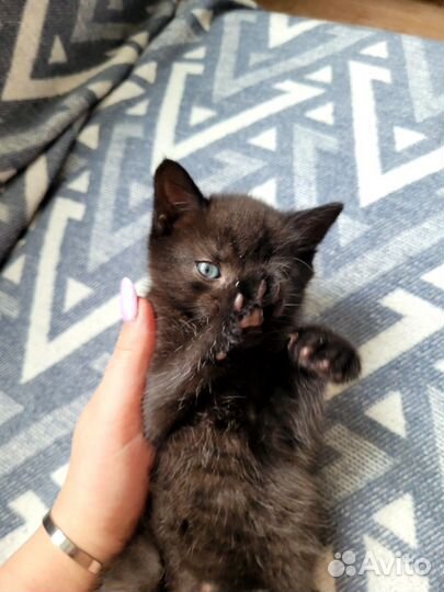 Котенок мальчик
