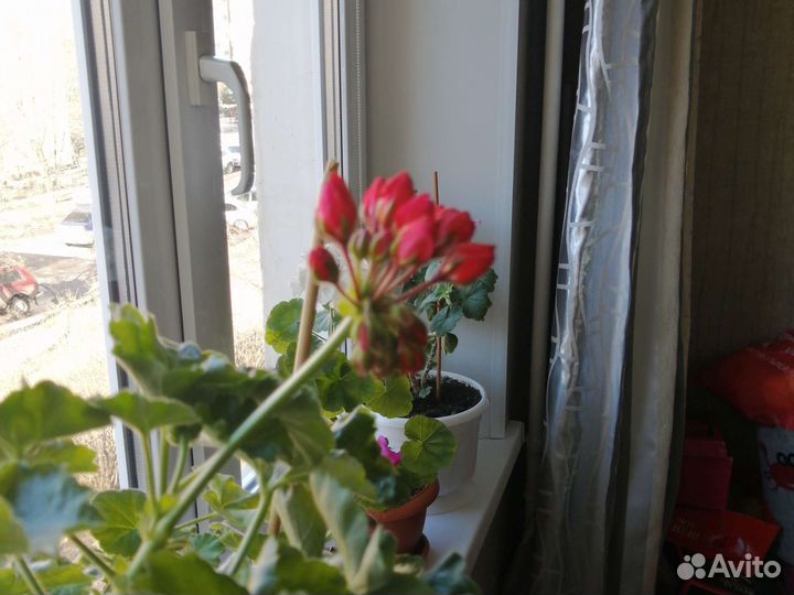 Тюльпановидная герань Red Pandopa