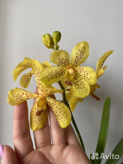 Орхидея Ванда