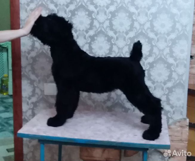 Русский черный терьер