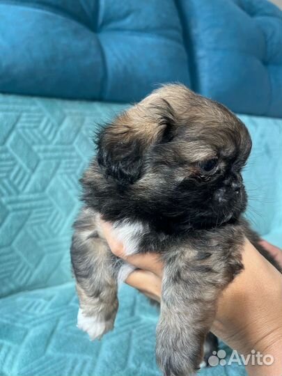 Щенки пекинеса