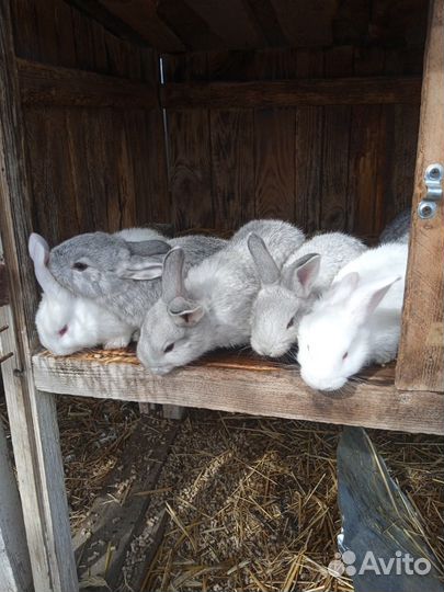 Кролики мясных, пород белый великан