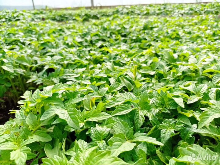 Рассада овощей