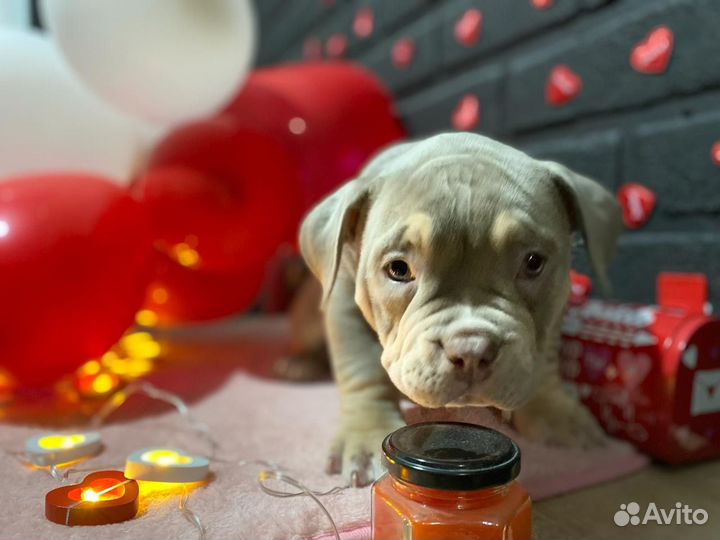 Американский булли покет