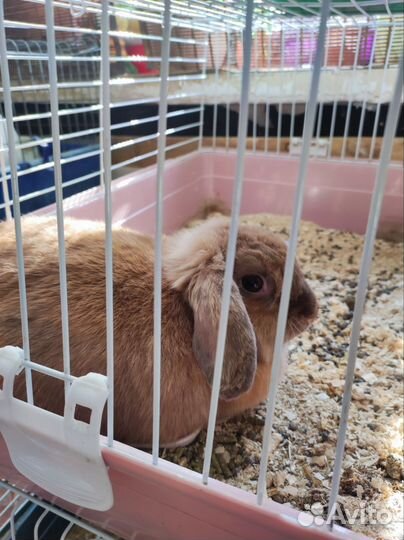 Декоративные кролики вислоухие