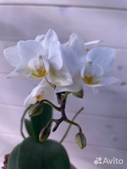 Орхидея мини