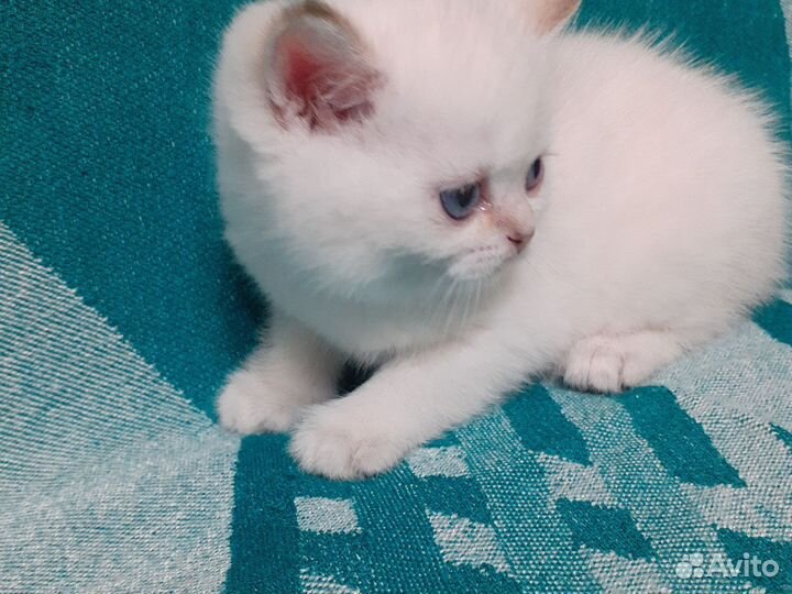 Золотая шиншилла