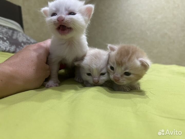 Котята в добрые руки даром