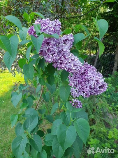 Сирень Мечта, Пихта Сибирская, кедр