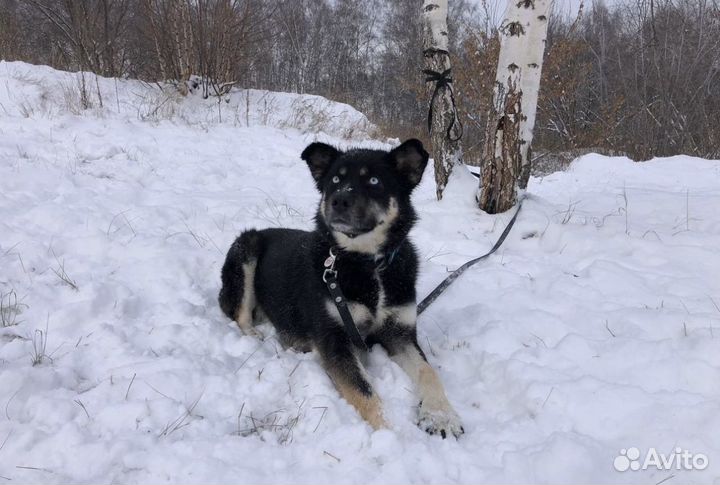 Красивейшая собака в поисках дома