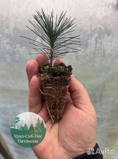 Сеянцы зкс Сосна окс Ель Лиственница Горная