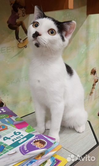 Коты,кошки, котята