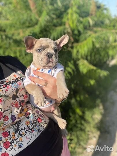 Французский бульдог голубой мерль