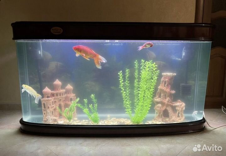 Аквариум