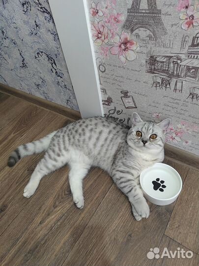 Кот шотландец вязка