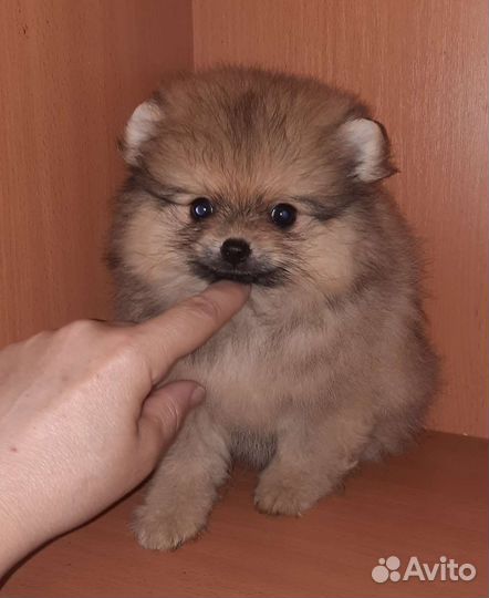Щеночки шпица