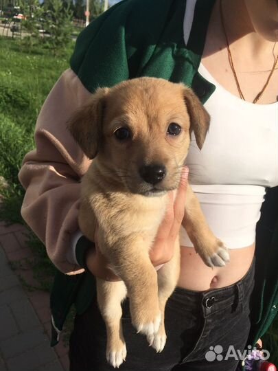 Собака в добрые руки отдам бесплатно девочка